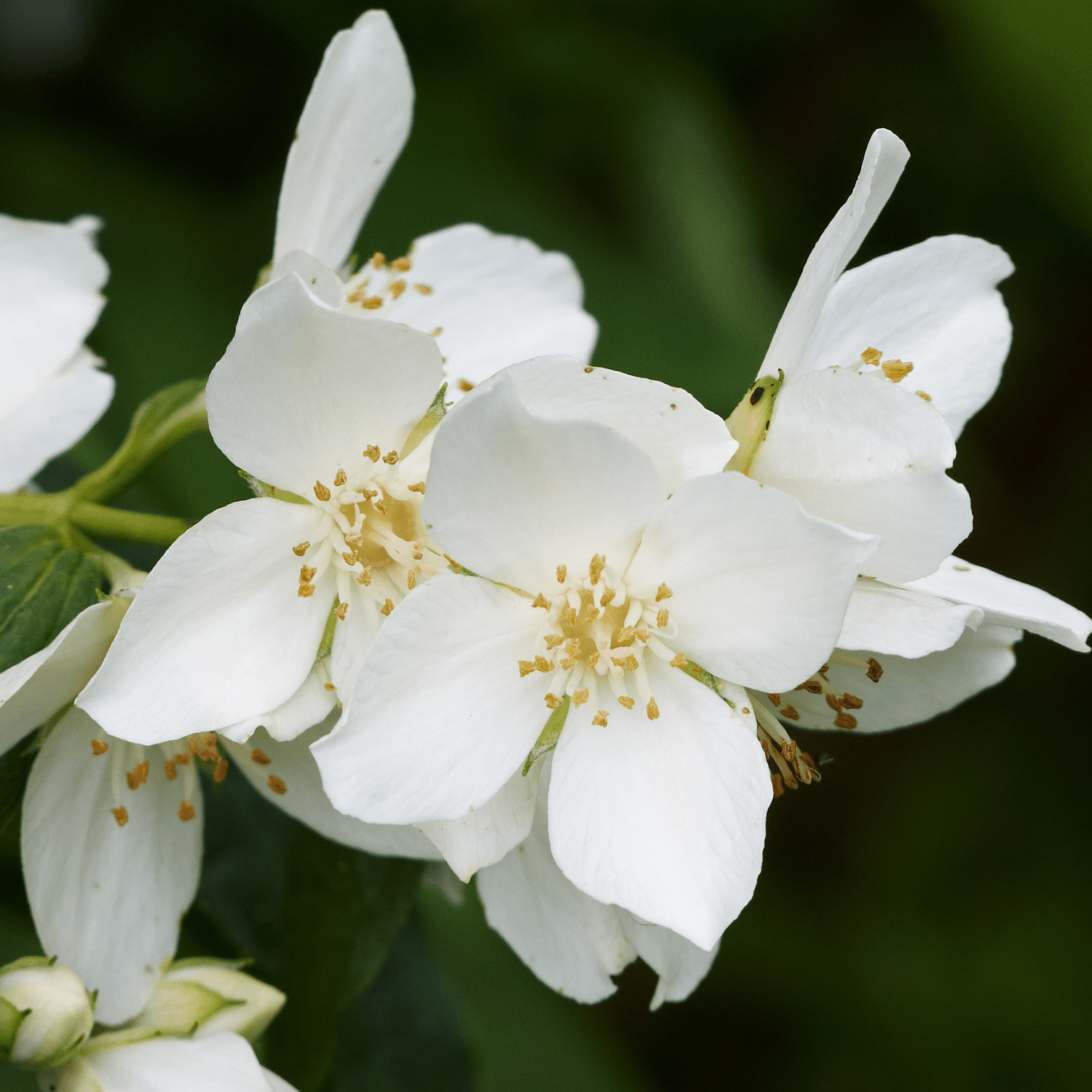 Seringat 'Virginal' - Philadelphus 'Virginal' - FLEURANDIE