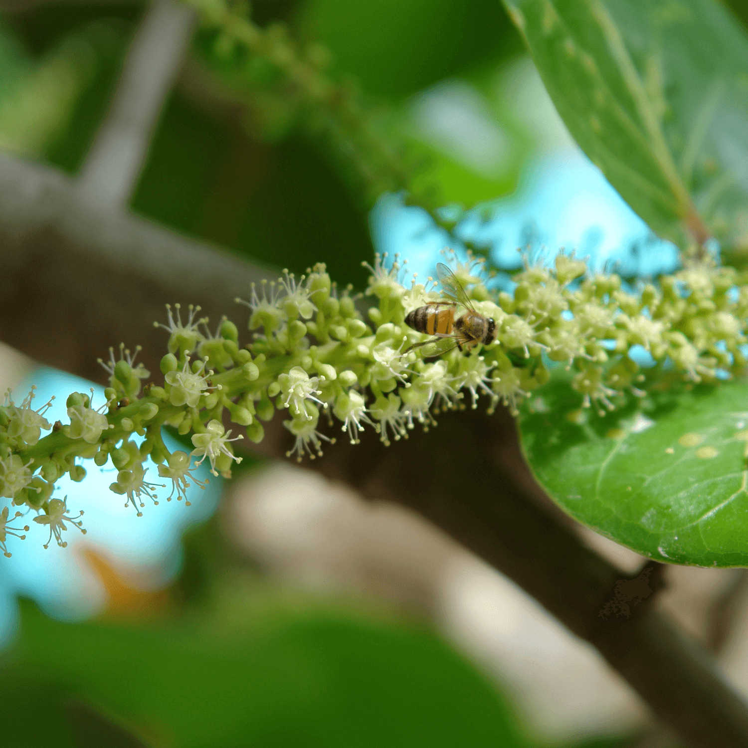 Arbre à miel - Tetradium daniellii - FLEURANDIE