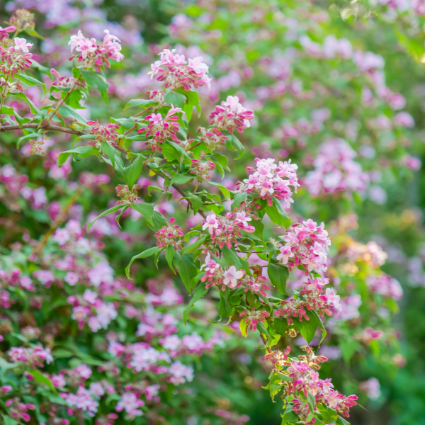 Kolkwitzia amabilis Pink cloud - Kolkwitzia amabilis 'Pink Cloud'
