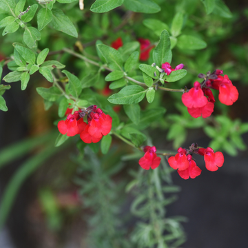 Sauge Microphylla Rouge - Salvia Microphylla Rouge