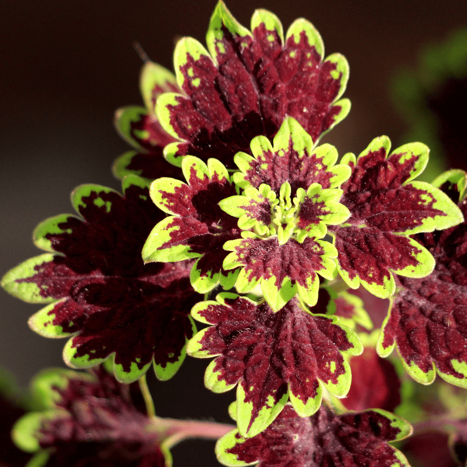 Coleus - Plectranthus scutellarioides