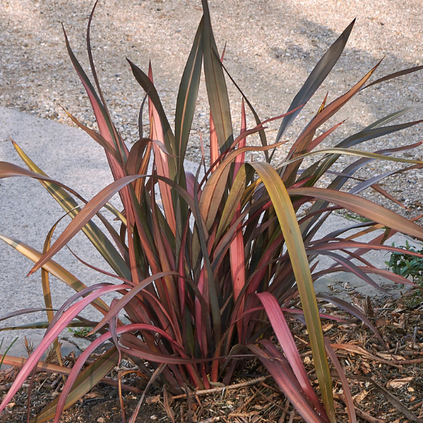 Phormium Tenax Purpureum - Phormium Tenax 'Purpureum'
