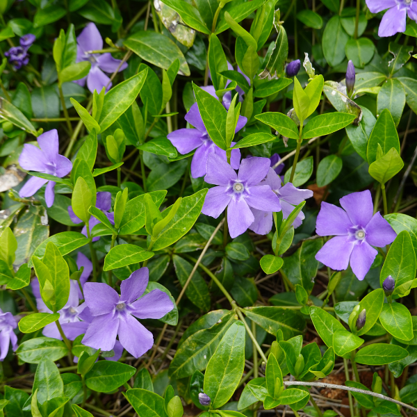 Vinca Minor Hawaii