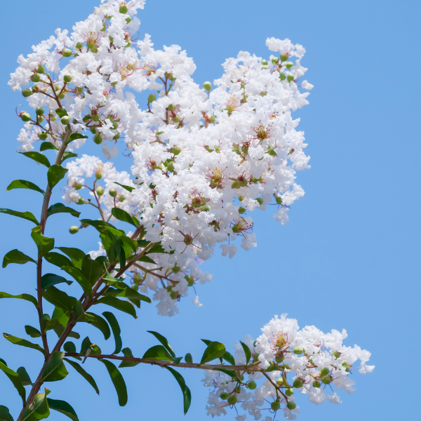 Lilas des Indes 'Neige d'été®' - Lagerstroemia indica 'Neige d'été®'