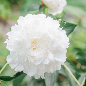 Pivoine De Chine 'Gardenia'- Paeonia Lactiflora 'Gardenia'