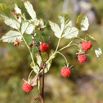 Framboisier 'Meeker' - Rubus idaeus 'Meeker'