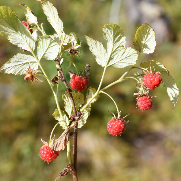 Framboisier 'Meeker' - Rubus idaeus 'Meeker'