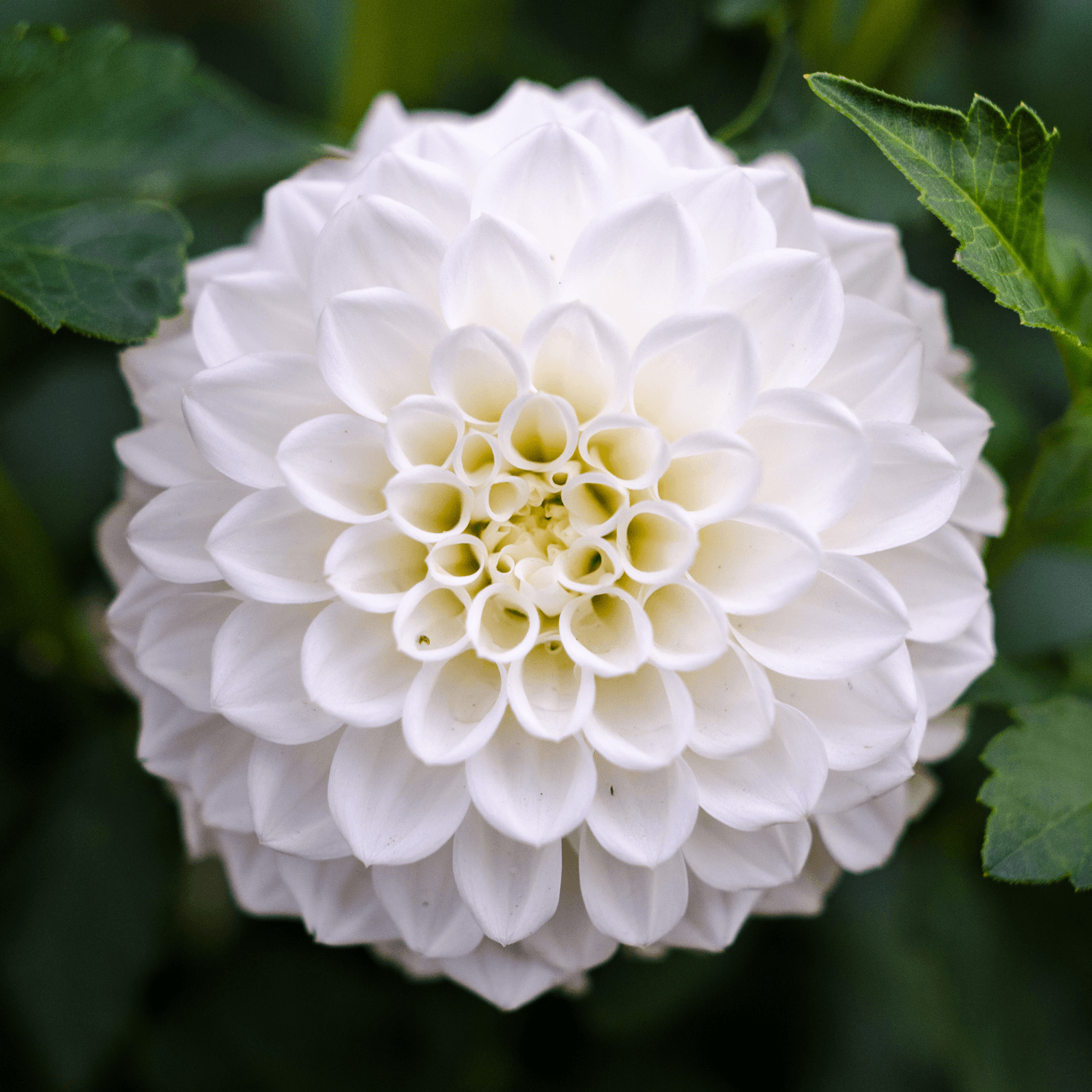 Dahlia - FLEURANDIE