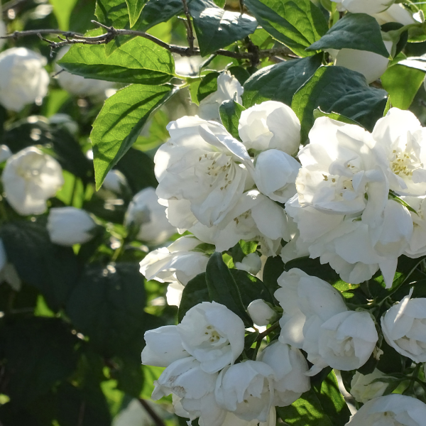 Philadelphus Mr Robinson