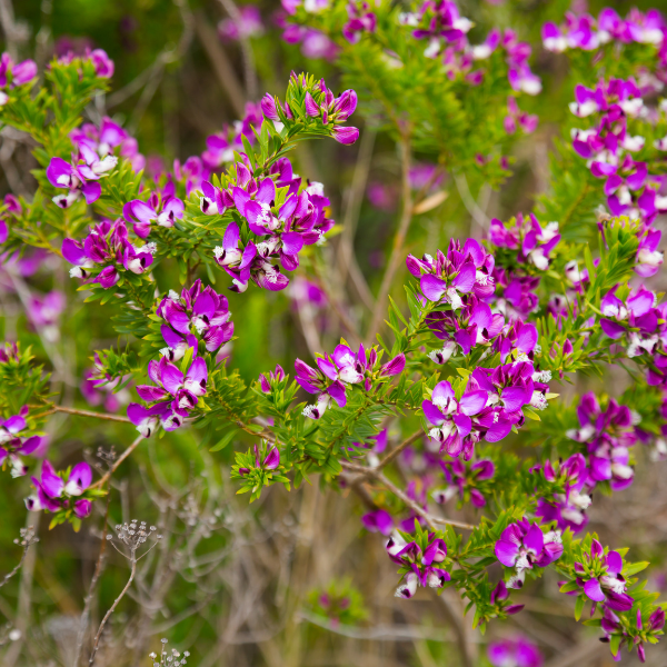 Polygale à Feuilles de Myrte - Polygala Myrtifolia