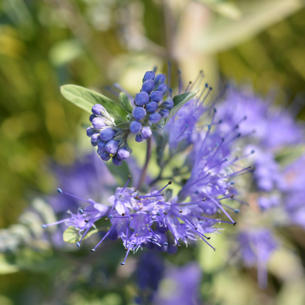 Barbe-bleue 'Grand Blue'® - Caryopteris x clandonensis 'Grand Bleu'