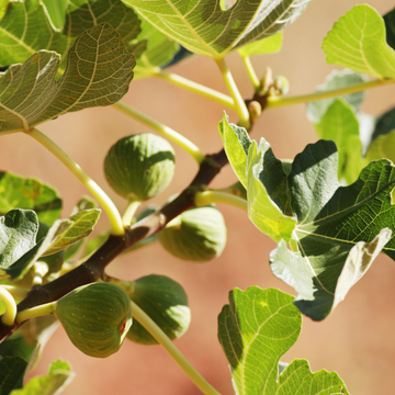 Figuier 'Goutte d'Or' - Ficus carica 'Goutte d'Or'