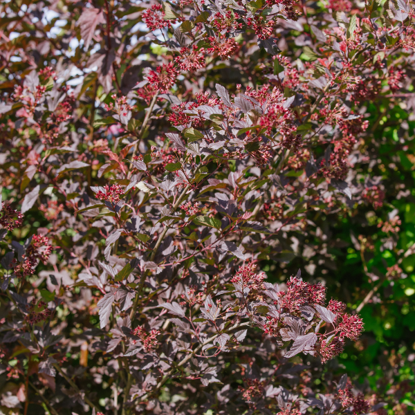 Physocarpe à feuilles d'Obier 'Little Red Joker' - Physocarpus opulifolius 'Little Red Joker'