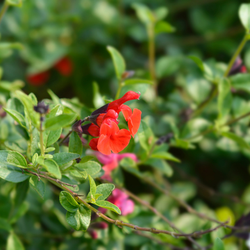 Sauge à petites feuilles 'Royal Bumble' - Salvia microphylla 'Royal Bumble'