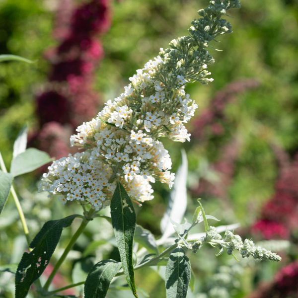 Arbre aux papillons 'White Perfection' - Buddleja davidii 'White Perfection'