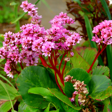 Bergénia 'Abendglut' - Bergenia 'Abendglut'
