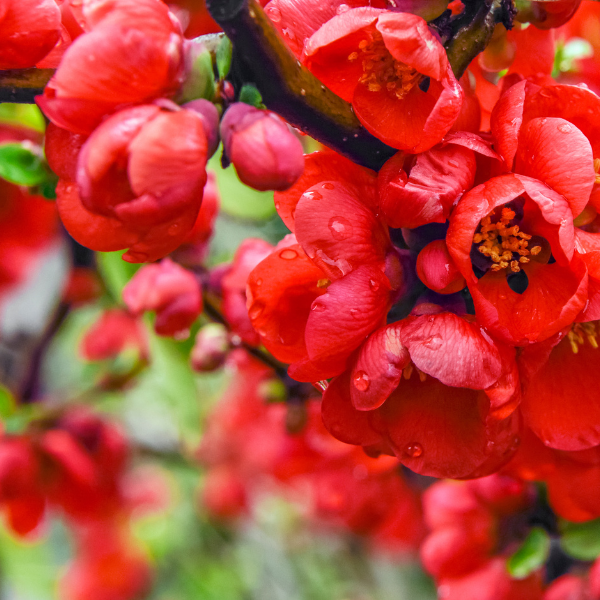 Cognassier du Japon speciosa umbilicata