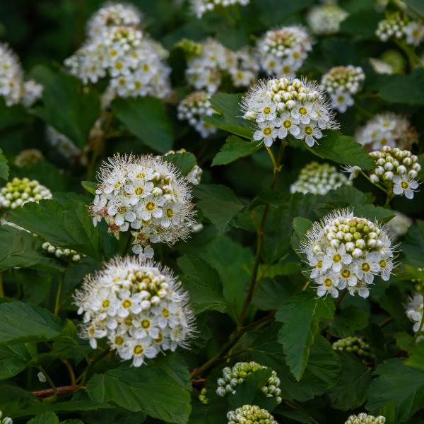 Physocarpe à feuilles d'obier opulifolius Dart's Gold