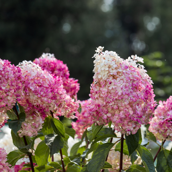 Hortensia paniculé 'Framboisine' - Hydrangea paniculata 'Framboisine'