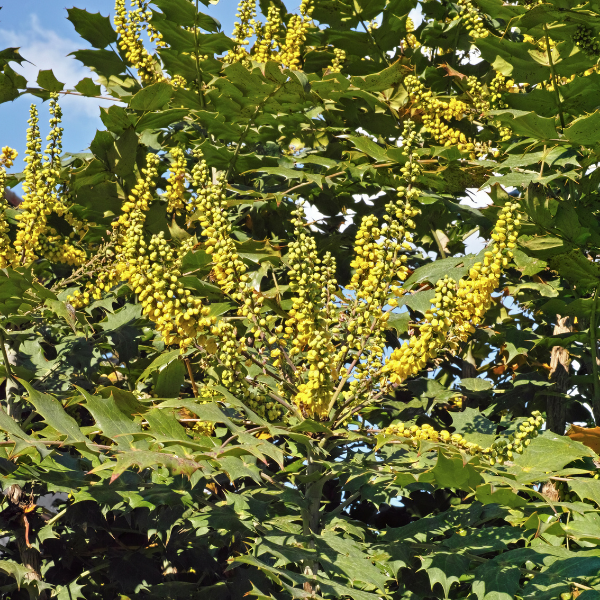 Mahonia eurybracteata Soft Caress - Mahonia eurybracteata 'Soft Caress'