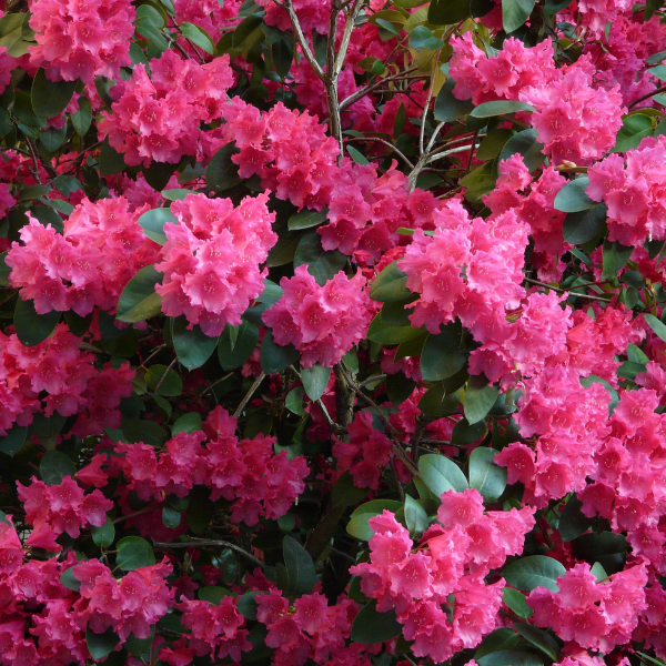 Azalée japonaise 'Blue Danube' - Rhododendron japonica 'Blue Danube'