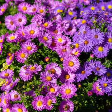 Aster nain 'Alice Haslam' - Aster Dumosus 'Alice Haslam'