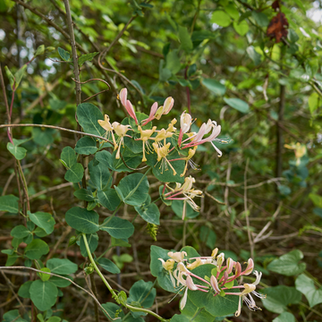 Chèvrefeuille du Japon 'Sinensis' - Lonicera japonica 'Sinensis'