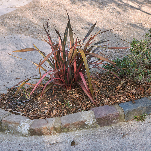 Phormium Sundower
