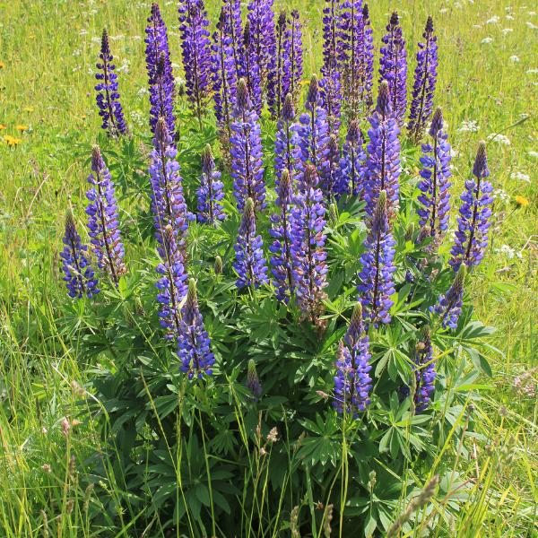 Lupinus 'russel' - Lupin polyphyllus 'russel'