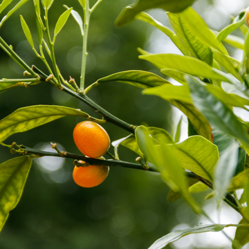 Kumquat à fruits ovales 'Nagami' - Fortunella margarita 'Nagami'