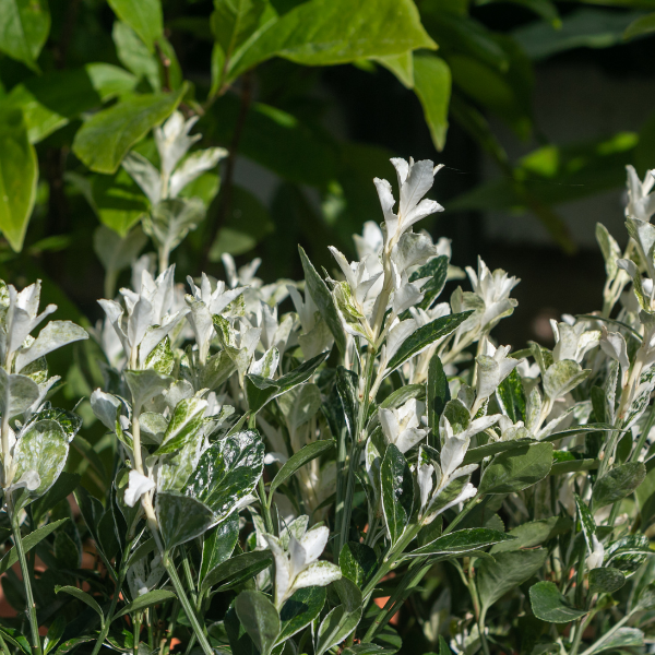 Fusain du Japon 'Paloma Blanca' - Euonymus japonicus 'Paloma Blanca'