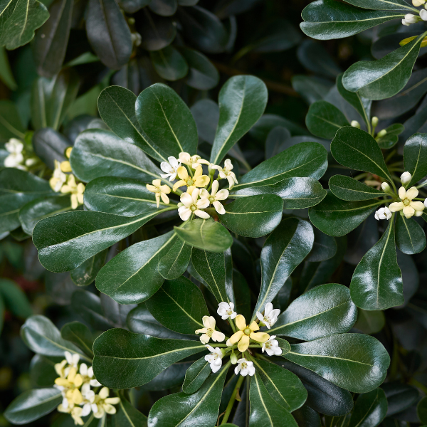Pittosporum tobira - Pittosporum tobira
