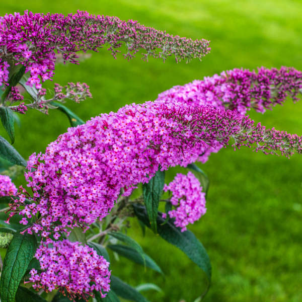 Arbre aux papillons Moonshine -  Buddleja davidii Moonshine