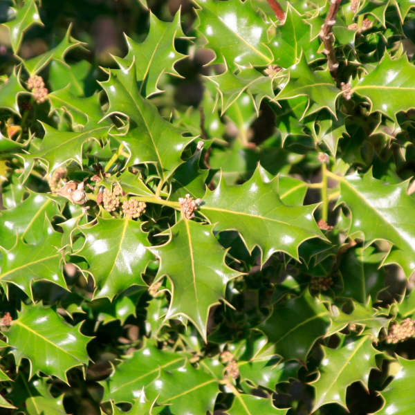 Houx 'Blue Angel' - Ilex meserveae 'Blue Angel'