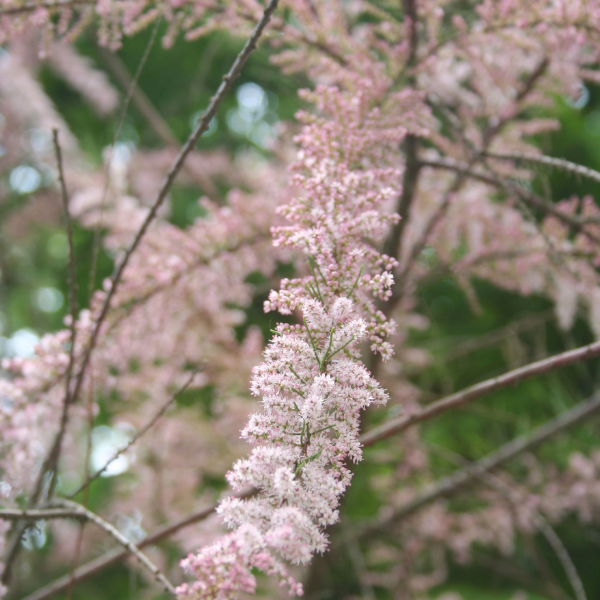 Tamaris d'Afrique - Tamarix africana
