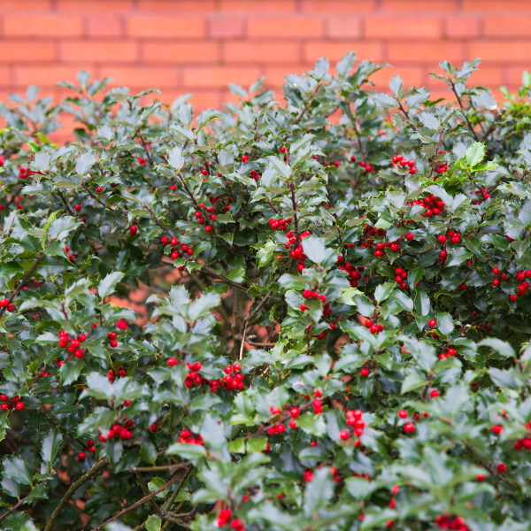 Houx 'Alaska' - Ilex aquifolium 'Alaska'