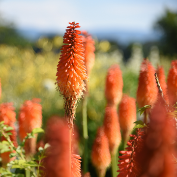Tritoma 'Flamenco' - Kniphofia uvaria 'Flamenco'