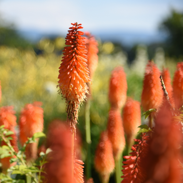 Tritoma 'Flamenco' - Kniphofia uvaria 'Flamenco'