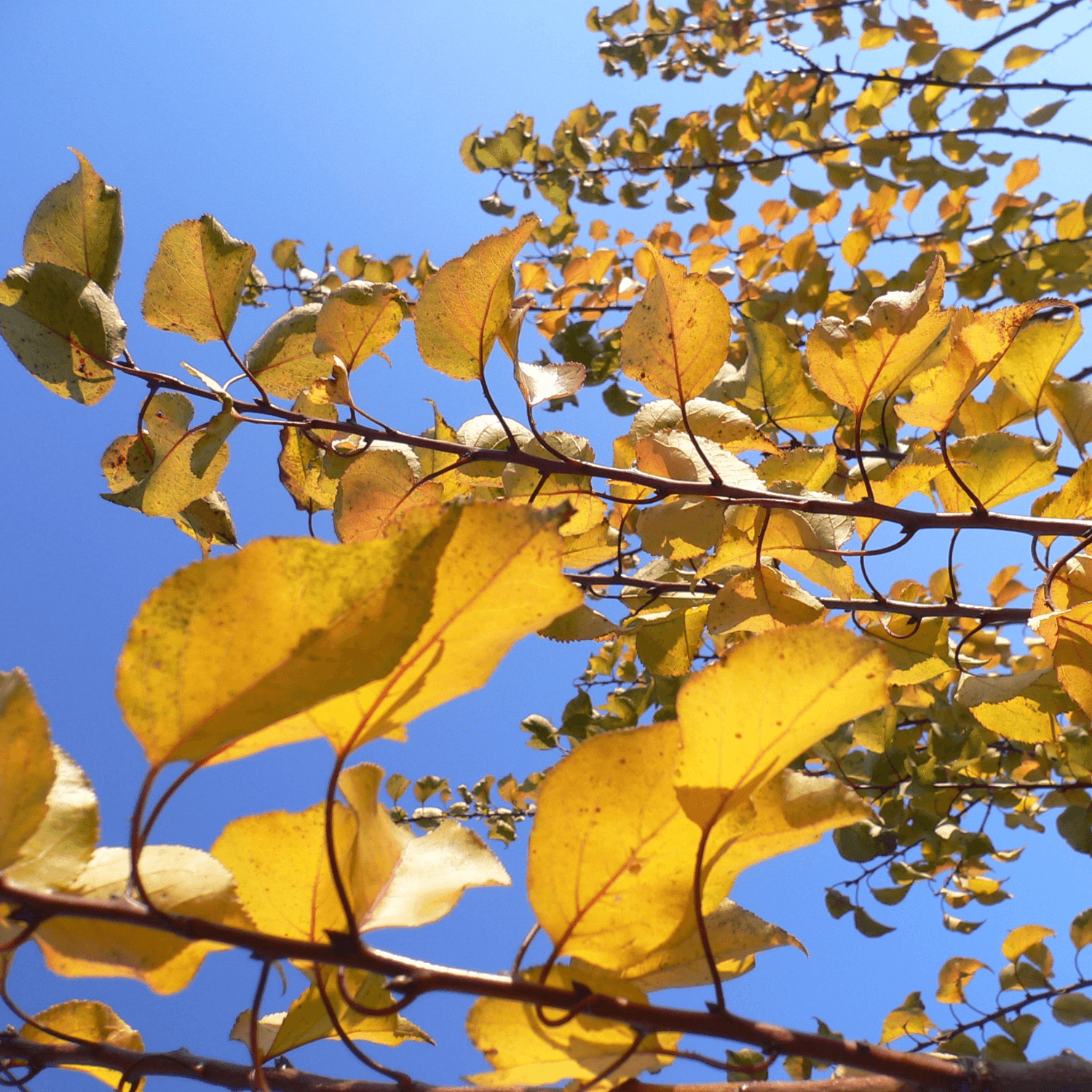 Arbre à caramel - Cercidiphyllum japonicum - FLEURANDIE