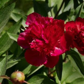 Pivoine Lactiflora Françoise Ortegat - Paeonia x Lactiflora Françoise Ortegat