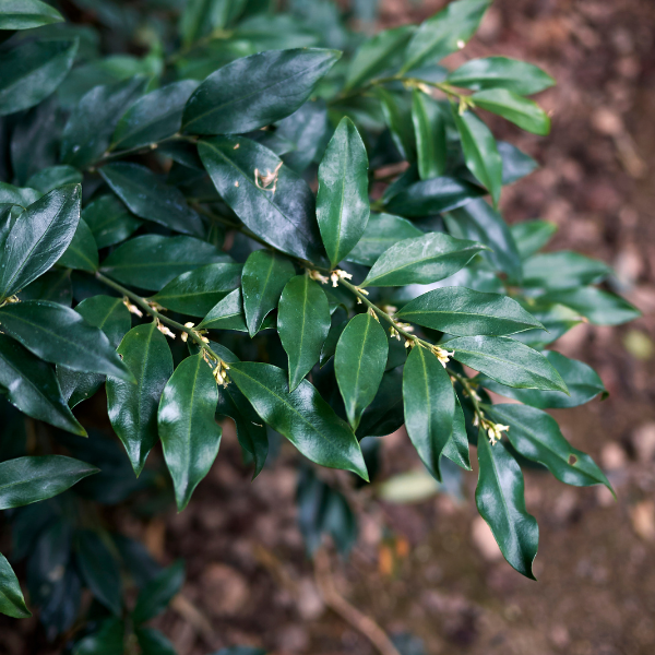 Sarcococca ruscifolia - Sarcococca ruscifolia