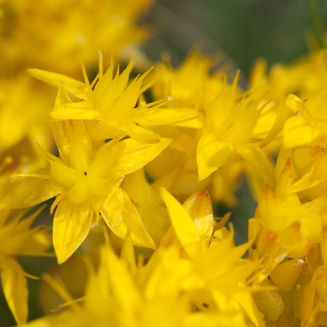 Orpin jaune or - Sedum middendorffianum diffusum
