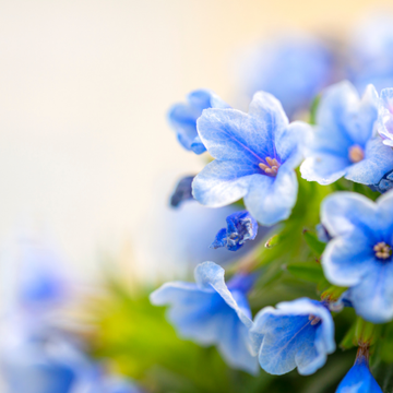 Lithodora (Glandora) Diffusa Grace Ward