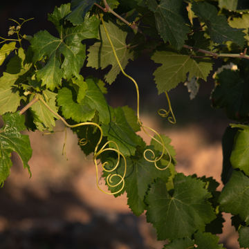 Vigne Italia - Vitis vinifera Italia