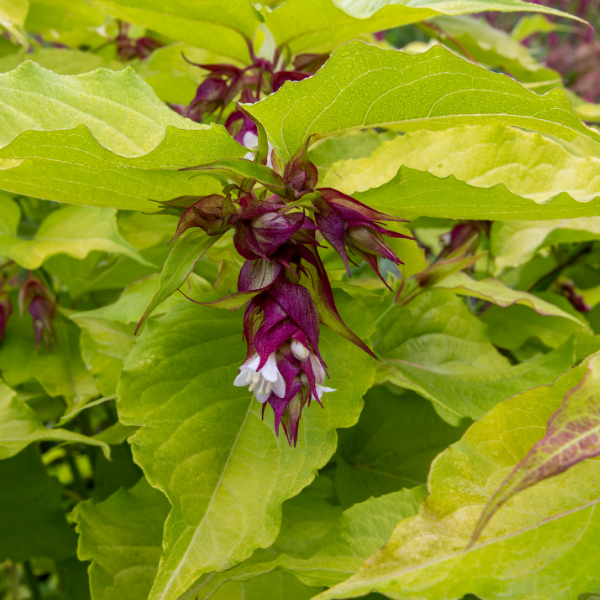 Leycesteria formosa 'Golden Lanterns' -  Leycesteria formosa 'Golden Lanterns'