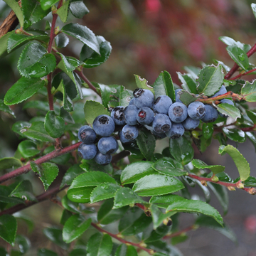 Myrtille d'Amérique 'Berkeley' - Vaccinium corymbosum 'Berkeley'
