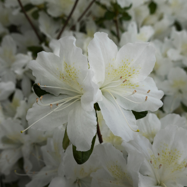 Azalea japonica ‘Olga niblett’