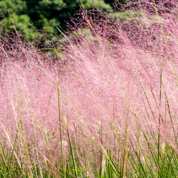 Muhlenbergia Capillaris - Muhlenbergia Capillaris