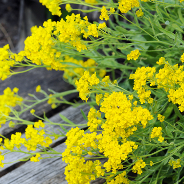 Passerage des montagnes 'Berggold' - Alyssum montanum 'Berggold'