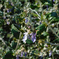 Germandrée arbustive - Teucrium fruticans